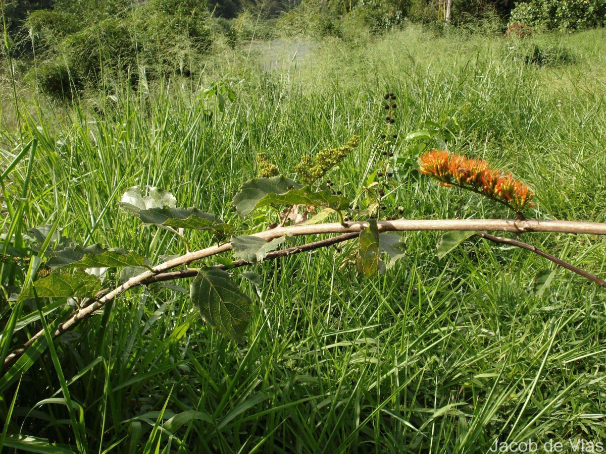 Combretum paniculatum Vent.